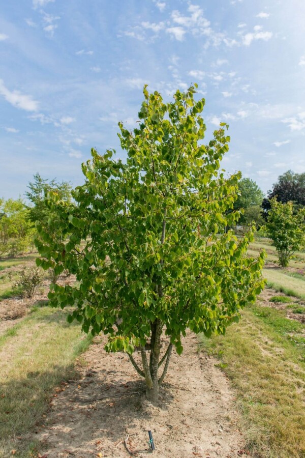 Tilia cordata ME 200-250 P/K Tilia cordata Mehrstämmig 200-250