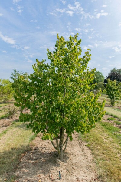 Tilia cordata Mehrstämmig Tilia cordata Mehrstämmig
