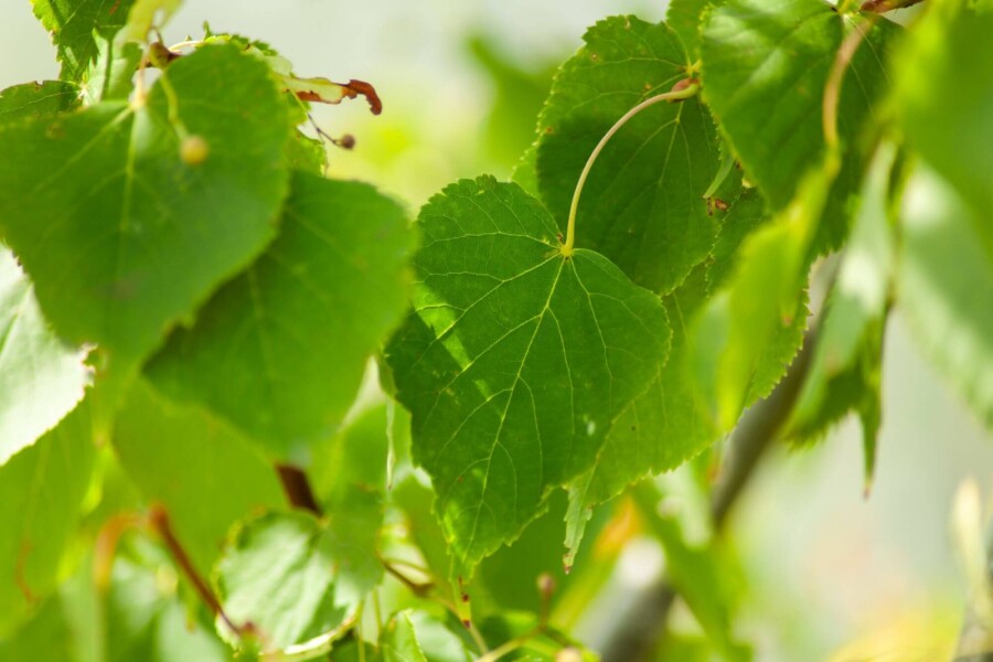 Tilia cordata ME 200-250 P/K Tilia cordata Mehrstämmig 200-250