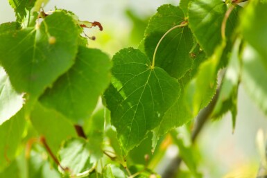 Tilia cordata ME 200-250 P/K Tilia cordata Mehrstämmig 200-250