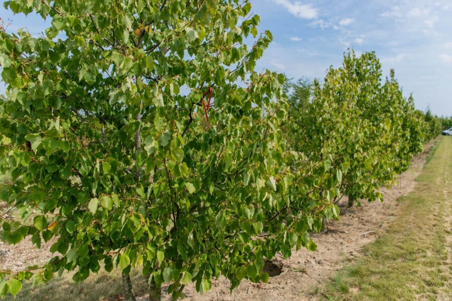 Tilia cordata ME 200-250 P/K Tilia cordata Mehrstämmig 200-250