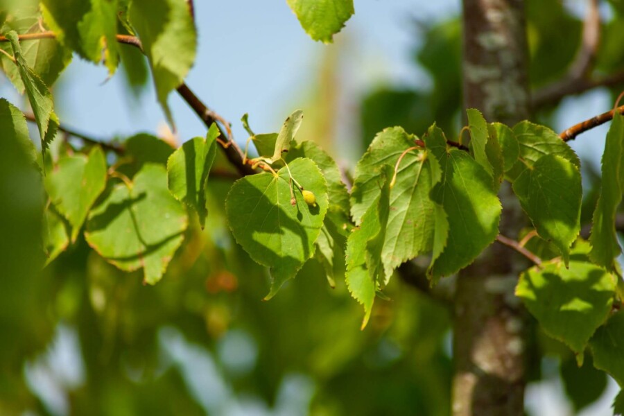 Tilia cordata ME 200-250 P/K Tilia cordata Mehrstämmig 200-250