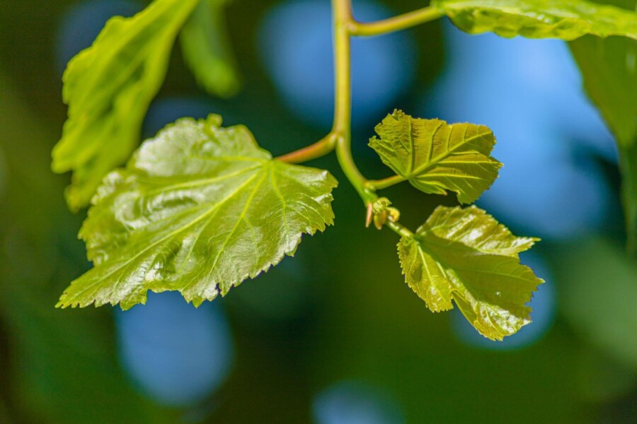 Tilia cordata ME 200-250 P/K Tilia cordata Mehrstämmig 200-250
