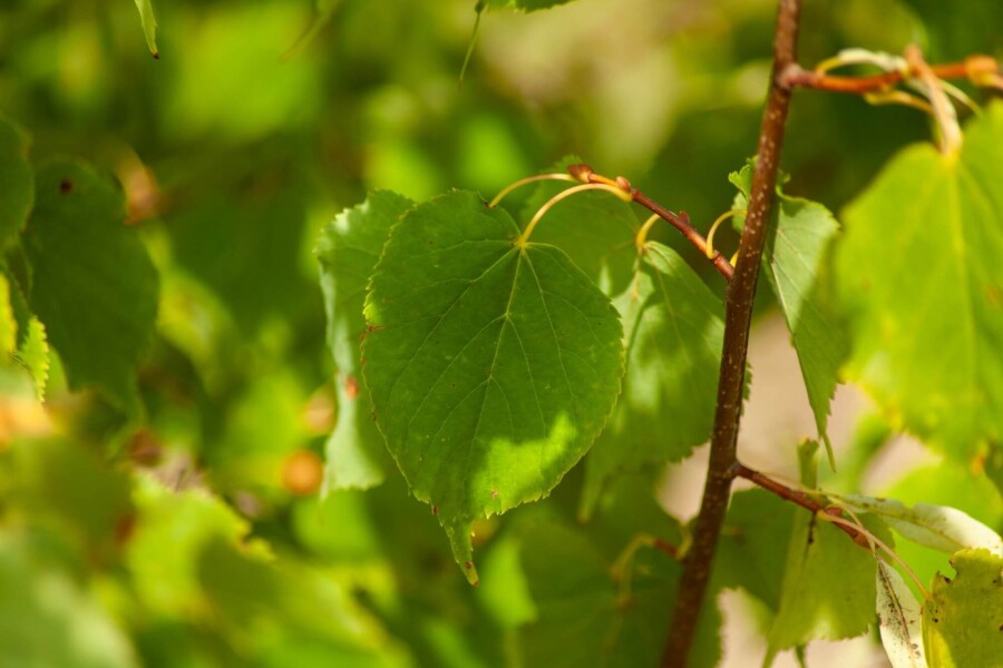 Tilia cordata ME 200-250 P/K Tilia cordata Mehrstämmig 200-250