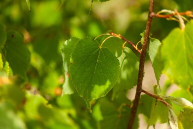 Tilia cordata ME 200-250 P/K Tilia cordata Mehrstämmig 200-250