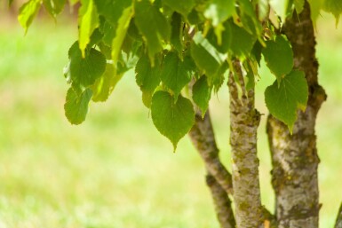Tilia cordata ME 200-250 P/K Tilia cordata Mehrstämmig 200-250