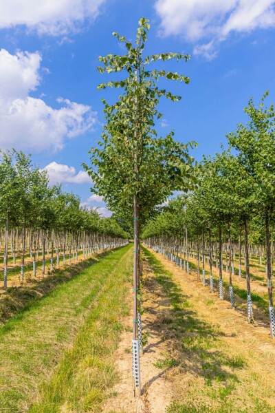 Tilia cordata 'Böhlje' Tilia cordata 'Böhlje'
