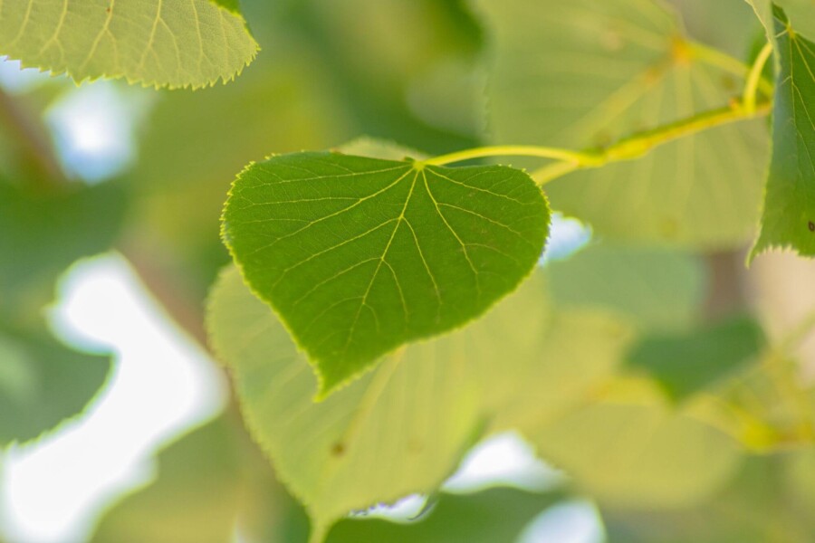 Tilia 'Böhlje' Tilia cordata 'Böhlje'