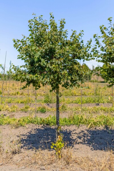 Tilia cordata 'Green Globe' Tilia cordata 'Green Globe'