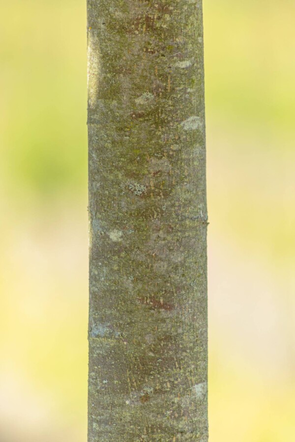Tilia cordata 'Green Globe' Tilia cordata 'Green Globe'
