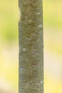 Tilia cordata 'Green Globe'