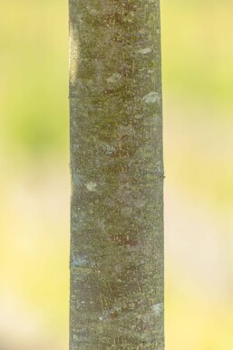 Tilia cordata 'Green Globe' Tilia cordata 'Green Globe'