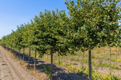 Tilia cor 'Green Globe' HO8/10 180 P/K Tilia cordata 'Green Globe' Hochstamm 8/10 180cm Stamm