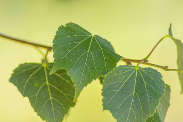 Tilia cordata 'Green Globe' kugelförmig