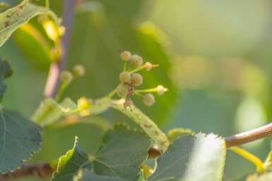 Tilia cordata 'Green Globe' kugelförmig 10/12 225cm Stamm