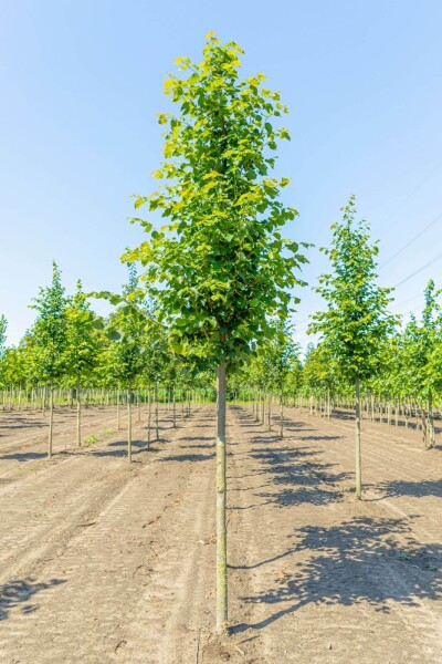 Tilia cordata 'Greenspire' Tilia cordata 'Greenspire'