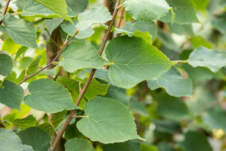 Tilia Greenspi Tilia cordata 'Greenspire'