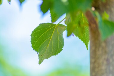 Tilia cordata 'Greenspire' hochstamm 10/12