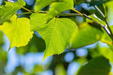 Tilia cordata 'Greenspire' hochstamm 10/12