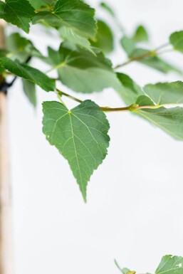 Tilia cordata 'Greenspire' hochstamm 10/12