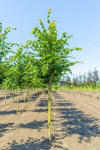 Tilia cordata 'Rancho' Tilia cordata 'Rancho'