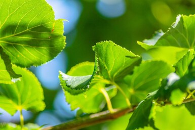 Tilia cordata 'Rancho' hochstamm 10/12