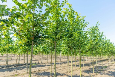 Tilia cordata 'Rancho' hochstamm 10/12