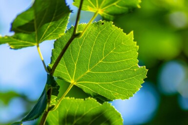 Tilia cordata 'Rancho' hochstamm 10/12