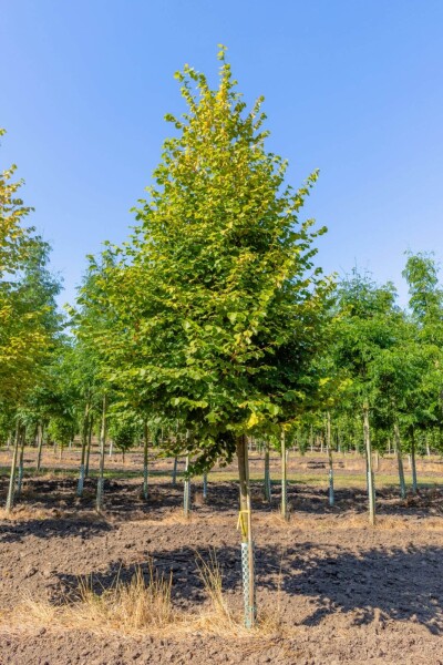 Tilia cordata 'Winter Orange' Tilia cordata 'Winter Orange'