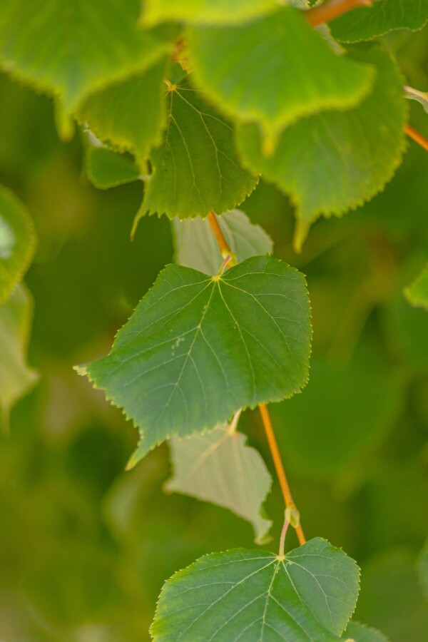 Tilia cordata 'Winter Orange' Tilia cordata 'Winter Orange'