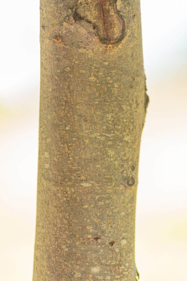 Tilia cordata 'Winter Orange' Tilia cordata 'Winter Orange'