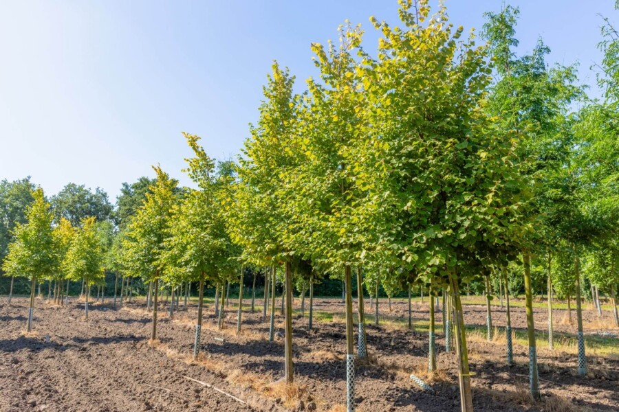 Tilia Winter Orange HO10/12 P/K Tilia cordata 'Winter Orange' Hochstamm 10/12