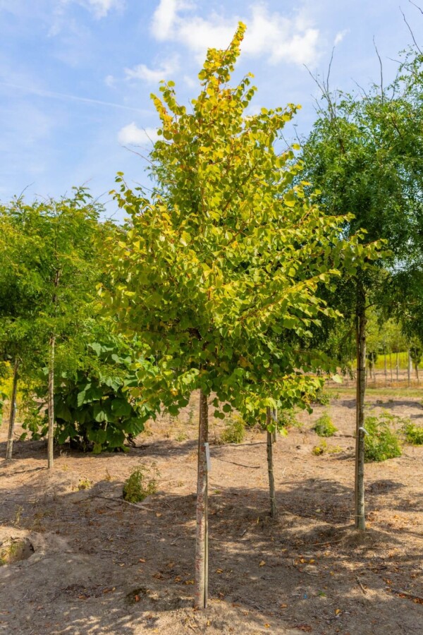 Tilia Winter Orange HO10/12 P/K Tilia cordata 'Winter Orange' Hochstamm 10/12