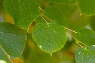 Tilia cordata 'Winter Orange' hochstamm 10/12