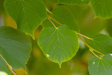 Tilia Winter Orange HO10/12 P/K Tilia cordata 'Winter Orange' Hochstamm 10/12