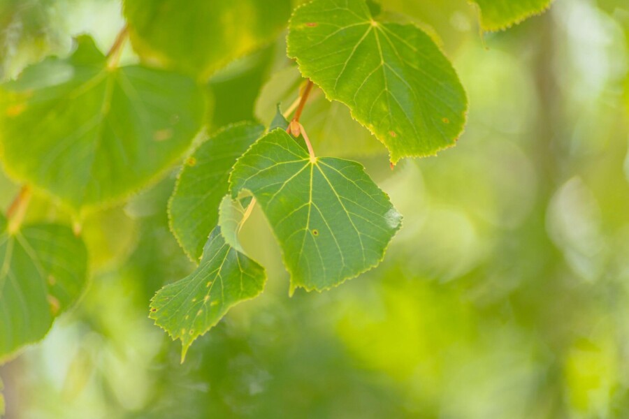 Tilia Winter Orange HO10/12 P/K Tilia cordata 'Winter Orange' Hochstamm 10/12