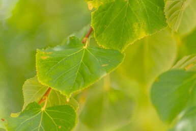 Tilia Winter Orange HO10/12 P/K Tilia cordata 'Winter Orange' Hochstamm 10/12