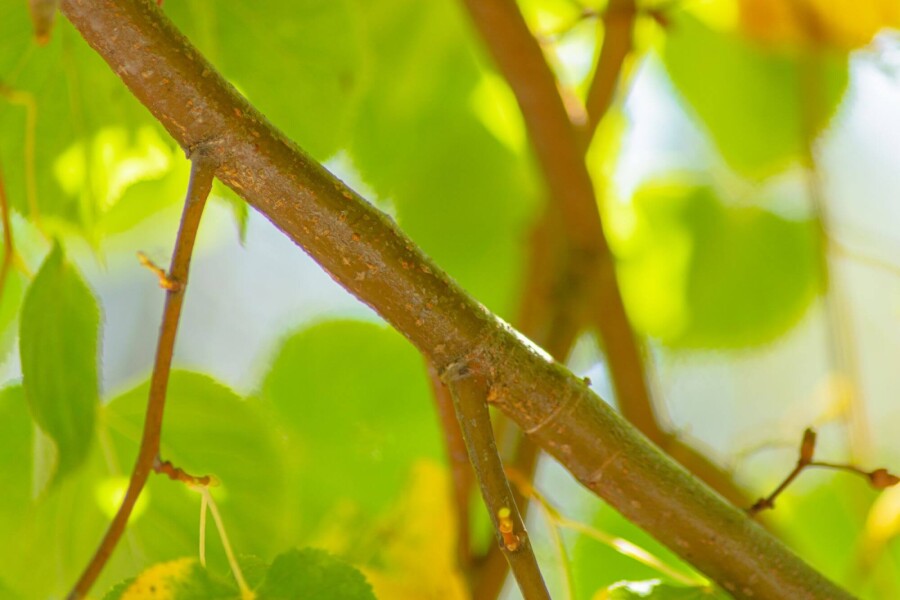 Tilia Winter Orange HO10/12 P/K Tilia cordata 'Winter Orange' Hochstamm 10/12