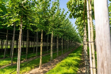Tilia Winter Orange HO10/12 P/K Tilia cordata 'Winter Orange' Hochstamm 10/12