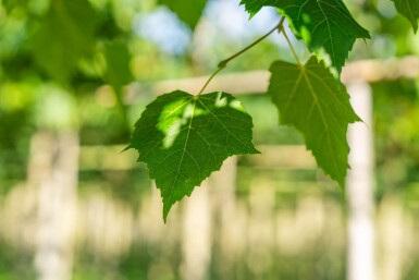 Tilia cordata 'Winter Orange' hochstamm 10/12