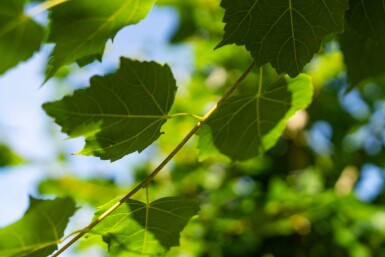 Tilia cordata 'Winter Orange' hochstamm 10/12