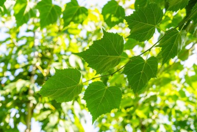 Tilia Winter Orange HO10/12 P/K Tilia cordata 'Winter Orange' Hochstamm 10/12