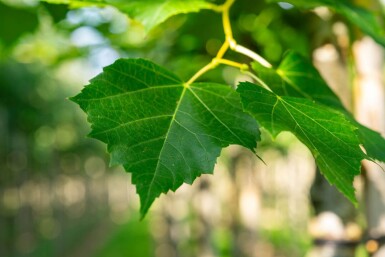 Tilia cordata 'Winter Orange' hochstamm 10/12