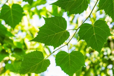 Tilia cordata 'Winter Orange' hochstamm 10/12