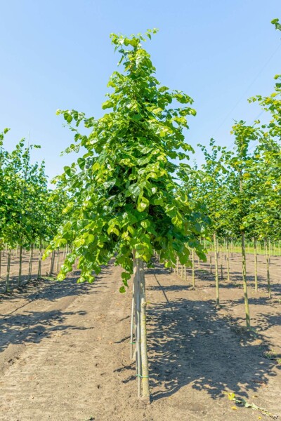 Tilia x europaea 'Euchlora' Tilia x europaea 'Euchlora'