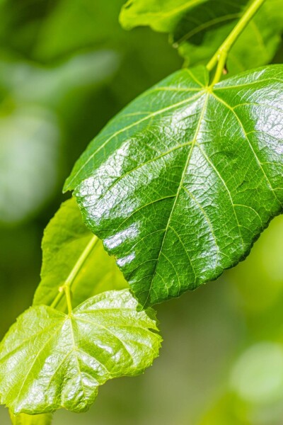 Tilia x europaea 'Euchlora' Spalierbaum Tilia x europaea 'Euchlora' Spalierbaum