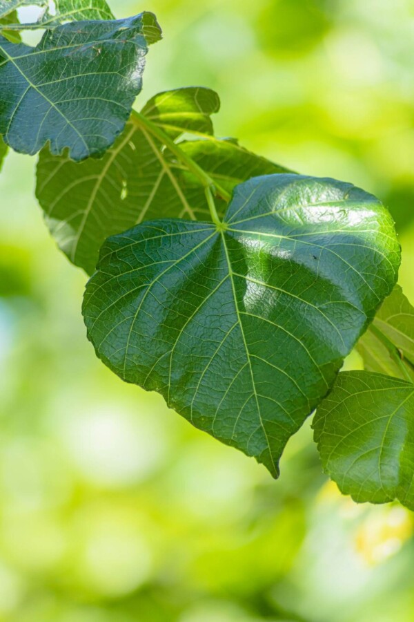 Tilia Euchlora LE 18/20 190 180b150h P/K Tilia x europaea 'Euchlora' Spalierbaum 18/20 190cm Stamm 180b x 150h