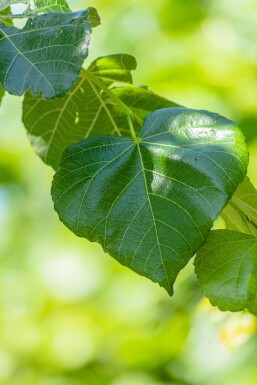 Tilia x europaea 'Euchlora' spalierbaum 18/20 190cm Stamm 180b x 150h