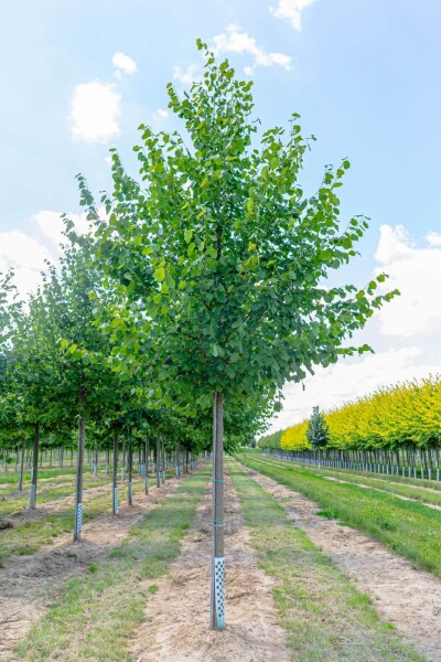 Tilia x europaea 'Pallida' Tilia x europaea 'Pallida'