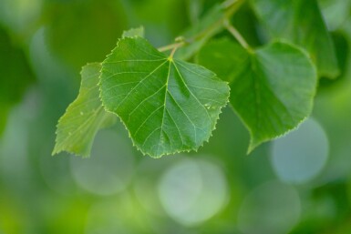 Tilia x europaea 'Pallida'